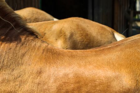 Beautiful brown horse skinの写真素材