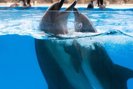 Happy dancing dolphins in dolphinarium together under the blue waterの写真素材