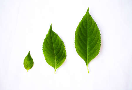 Green summer leaves isolated on white backgroundの写真素材