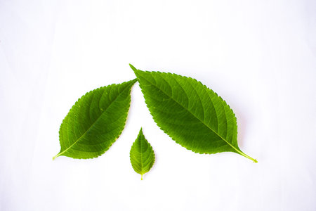 Green summer leaves isolated on white backgroundの写真素材