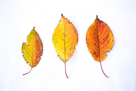 Yellow red autumn leaves isolated on white background.