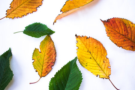 Yellow red autumn leaves and green summer leaves isolated on white background. Concept of change,...