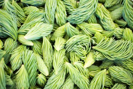 Green pine shoots, freshly picked. Very healthy have lots of vitamins. Texture background. Smell of forestの写真素材
