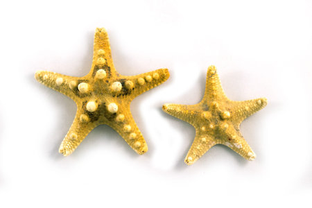 Sea themed simple composition: starfishes and seashells on white