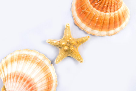 Sea themed simple composition: starfishes and seashells on white