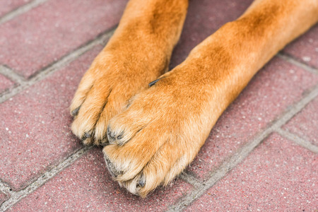 Animal Dog paws close up on red brick pavementの写真素材