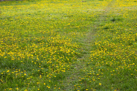 Green meadow of sonchus flowers. Path roadの写真素材