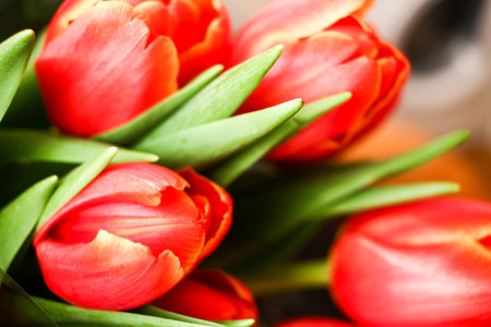 Close up detail of many red orange spring tulip flowers. Beautiful macro soft focusの写真素材