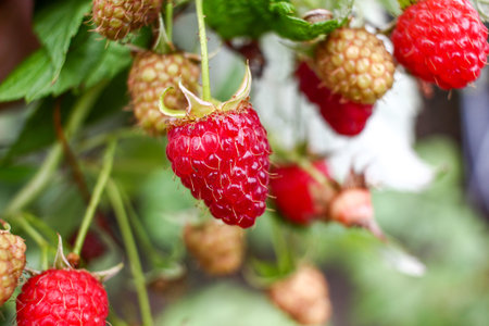 Close up on red ripe summer raspberries on green bush. Macro detail