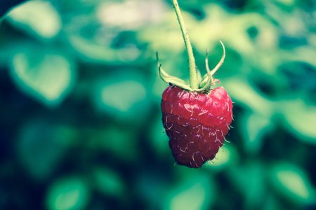 Close up on red ripe summer raspberries on green bush. Macro detail