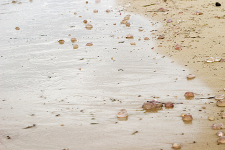Many died jellyfish on sand on beach, Baltic Seaの写真素材