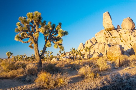 Joshua tree in the same named National Park with Rocks in backgroundの写真素材