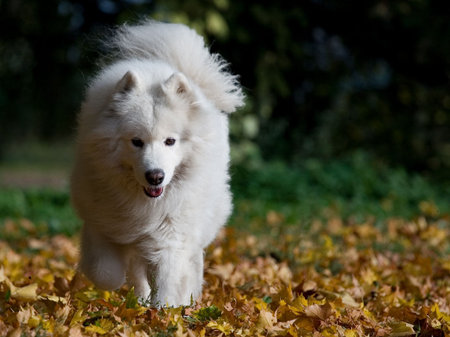 samoyed dogの写真素材