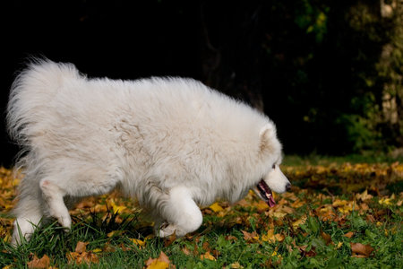 samoyed dogの写真素材