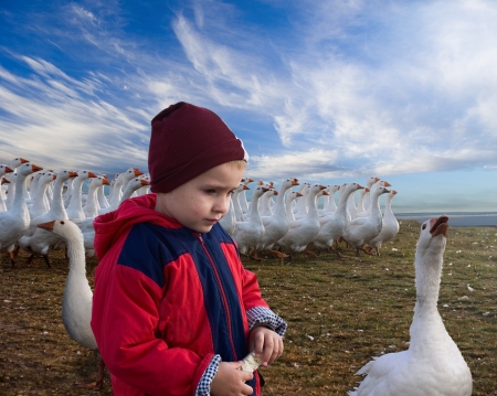 Boy and geese.の写真素材