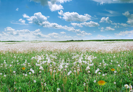 Field with dandelions. Background.
