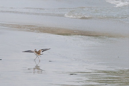 piping plover in nova scotia