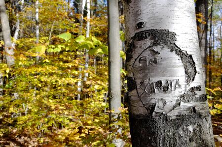 carving in a birch treeの写真素材