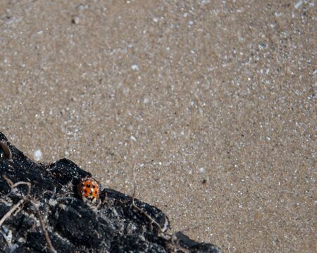 lady bug on woodの写真素材
