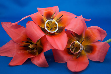 rings on tulips の写真素材