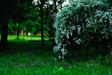 flowering bush in the parkの写真素材