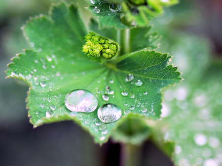 rain dropsの写真素材