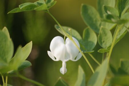 heartの写真素材