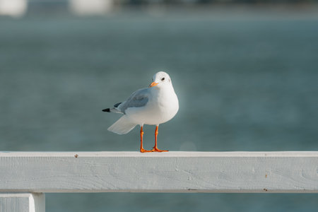 The black-headed adult gull in winter plumage on a pier fence on the Baltic Seaの写真素材