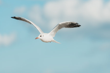 The black-headed adult gull in winter plumage on the Baltic Sea.の写真素材