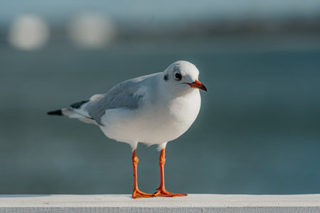 The black-headed adult gull in winter plumage on a pier fence on the Baltic Seaの写真素材