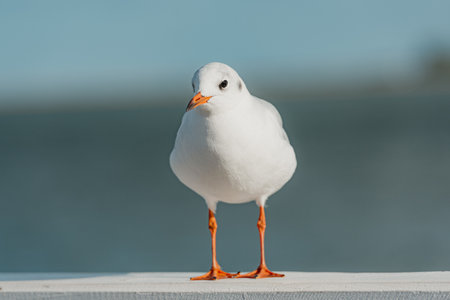 The black-headed adult gull in winter plumage on a pier fence on the Baltic Seaの写真素材
