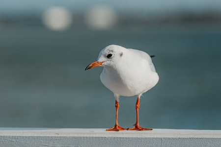 The black-headed adult gull in winter plumage on a pier fence on the Baltic Seaの写真素材
