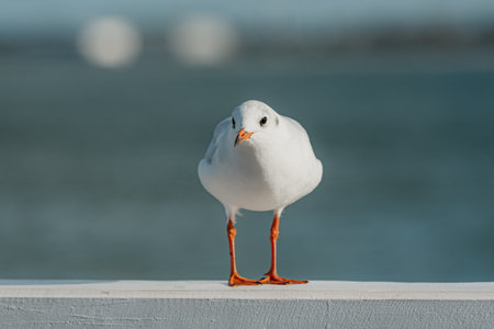 The black-headed adult gull in winter plumage on a pier fence on the Baltic Seaの写真素材