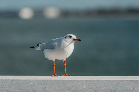 The black-headed adult gull in winter plumage on a pier fence on the Baltic Seaの写真素材