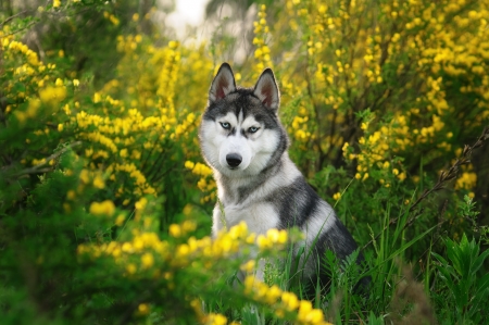 Siberian husky for a walkの写真素材