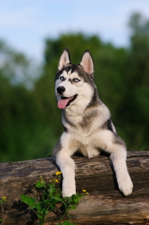 Siberian Husky puppy on white backgroundの写真素材
