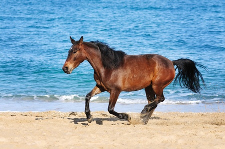 The horse runs on the sea beachの写真素材