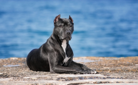Pit Bull is on the background of the seaの写真素材