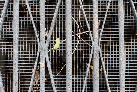 Sewer grid with leaves and sticks. Background, texture.の写真素材