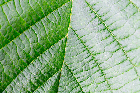 green leaf pattern macro. texture, background, nature.