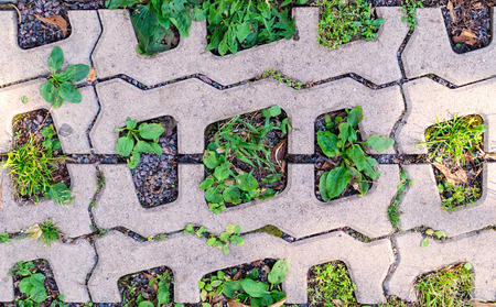 green grasses in  holes of paving blocks at summer. background, pattern, texture.