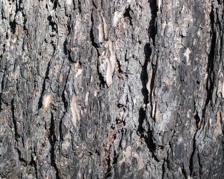 gray tree bark texture of a pine trunk. closeup, texture, background.