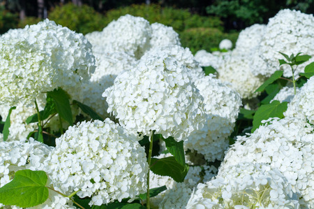 white hydrangea flowers at summer. background, nature.