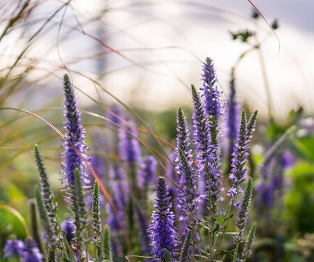 Violet garden flower at summer.の写真素材
