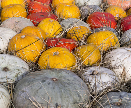 pile of various pumpkins at autumn harvest festival. background, vegetables.の写真素材