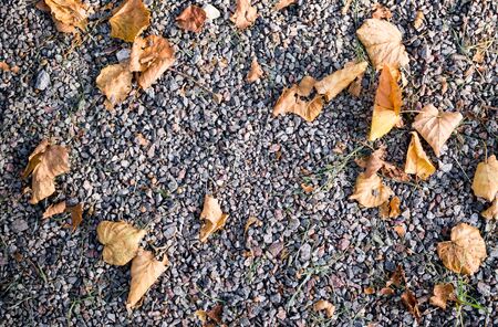 gray sandy stone ground with autumn leaves. background, texture.の写真素材