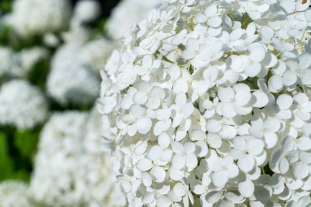 white hydrangea flowers at summer. background, nature.の写真素材