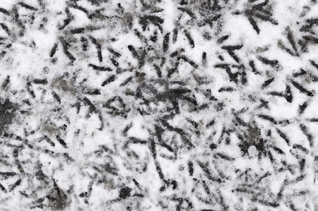 traces of birds in the dirty snow. pattern, background.の写真素材