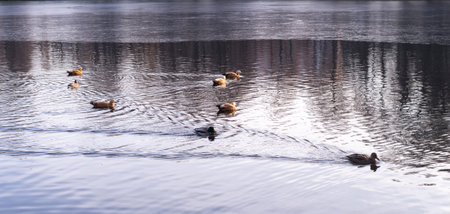 ducks on the freezing park lake at late autumn. background, animalの写真素材