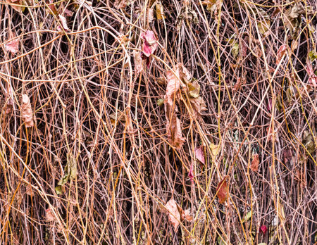 the hedge of dry wild grapes with fallen leaves. background, nature.